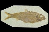 Fossil Fish (Knightia) - Green River Formation #122781-1
